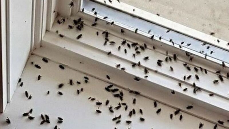 Different Types Of Flies That Infest Home