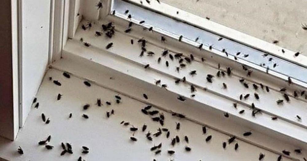 Different Types Of Flies That Infest Home