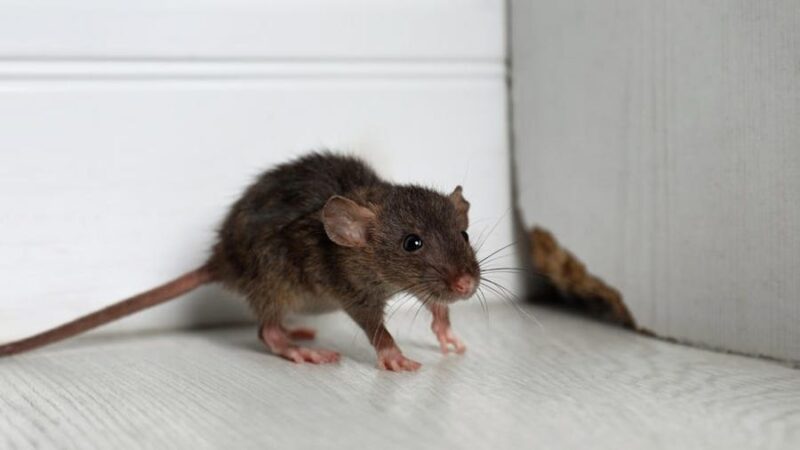 Finding The Best Rat Extermination Company 