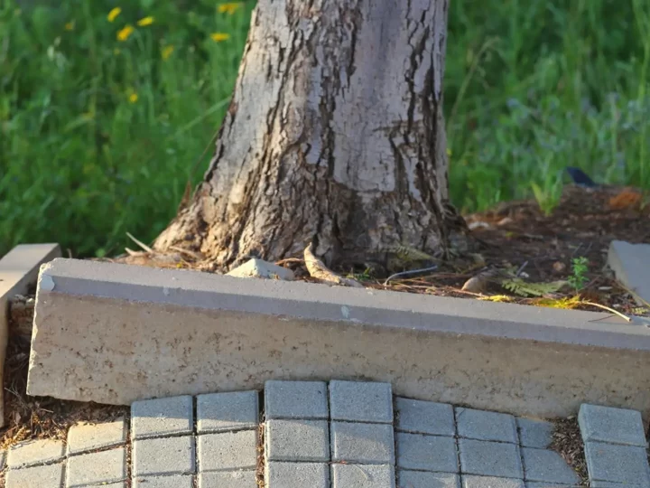 How Tree Roots Damage Drains and the Best Solutions to Fix It  