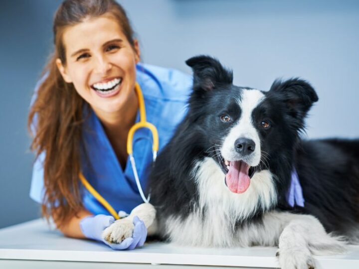 Safe & Clean Vet Clinics in Calgary with Expert Cleaning