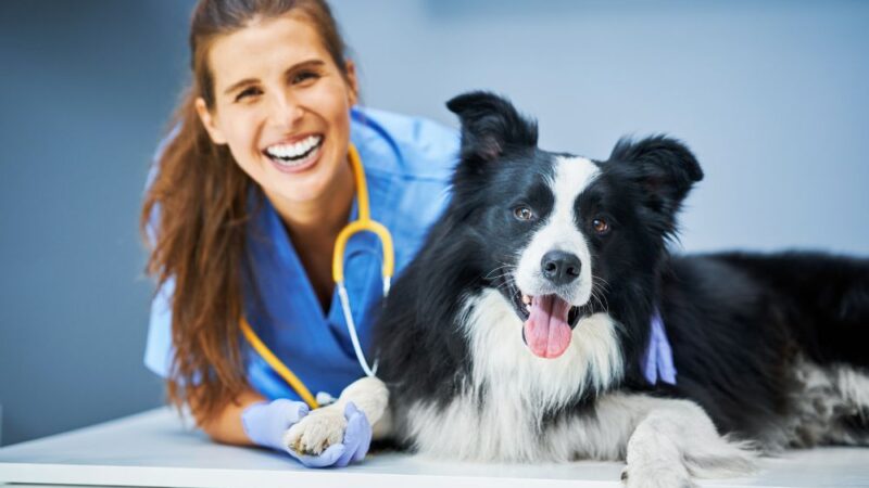 Safe & Clean Vet Clinics in Calgary with Expert Cleaning