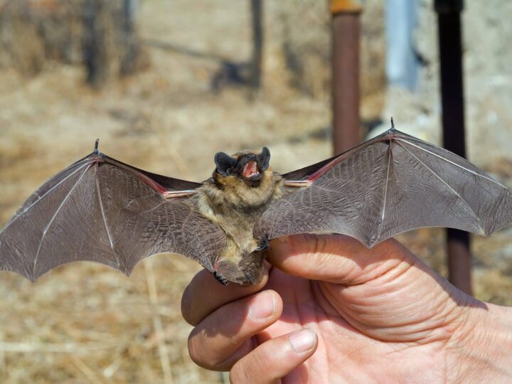 When Bats Invade Your Home: Why Professional Help Is Essential