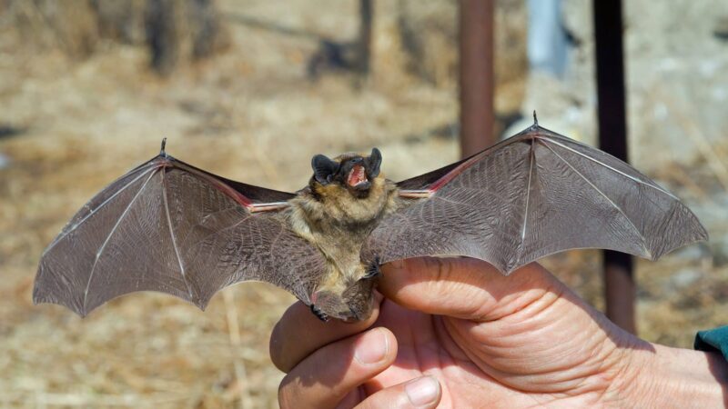 When Bats Invade Your Home: Why Professional Help Is Essential